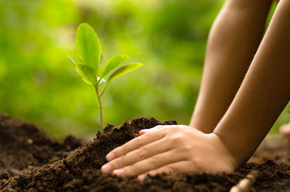 TREE PLANTING HOLIDAY EXPERIENCE FOR YOUR AFRICAN SAFARI