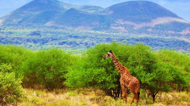 TSAVO WEST NATIONAL PARK
