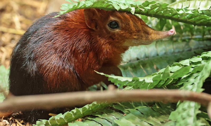The Elephant Shrew