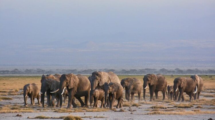 The Elephants of Amboseli Park
