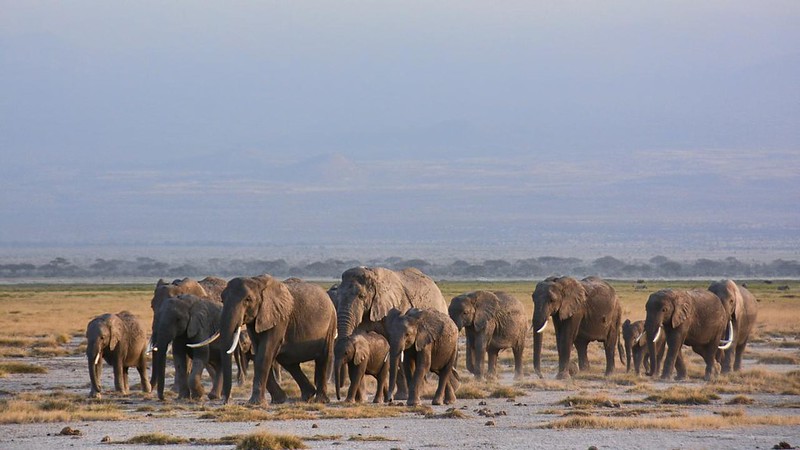 The Elephants of Amboseli Park