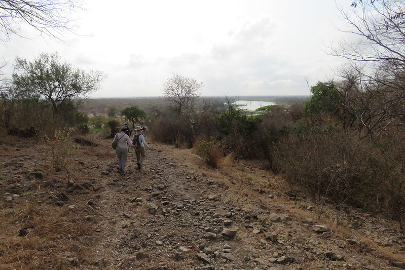 The Fascination of A Walking Safari
