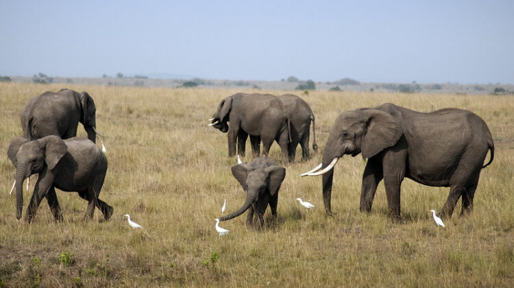 The Fun of Short Group Safaris