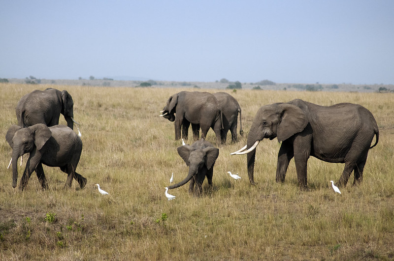 The Fun of Short Group Safaris