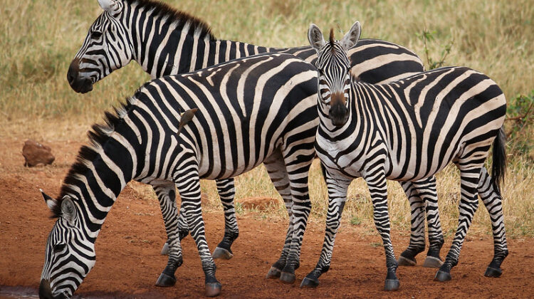 The Great Tsavo Parks of Kenya