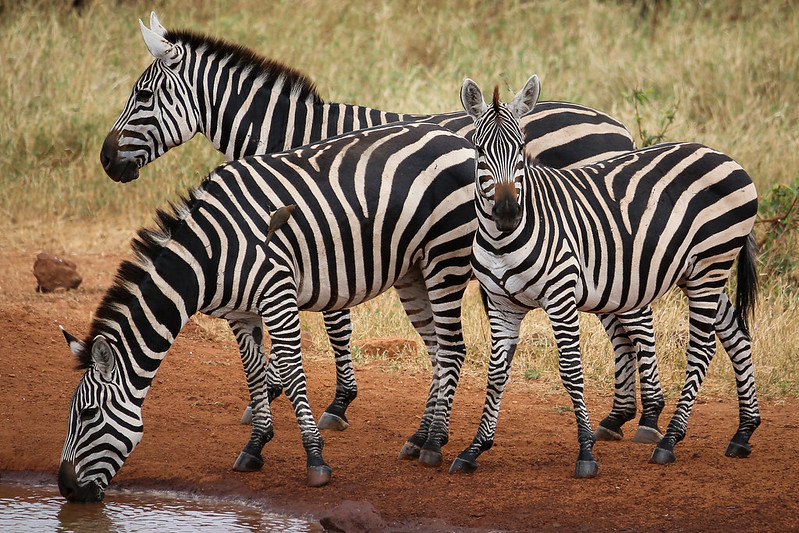 The Great Tsavo Parks of Kenya