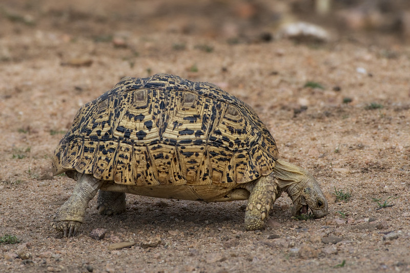 The leopard tortoise