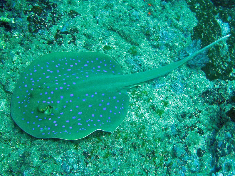 There is a marine park in Mombasa