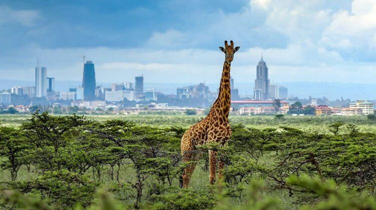 Things to Do in Nairobi
