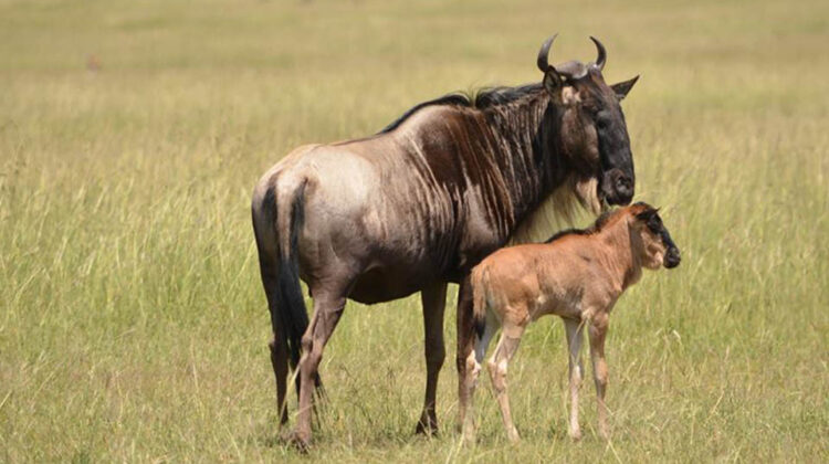 WILDEBEEST CALVING SAFARI