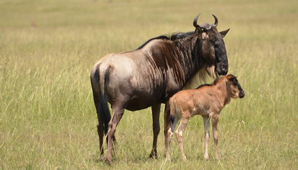 WILDEBEEST CALVING SAFARI