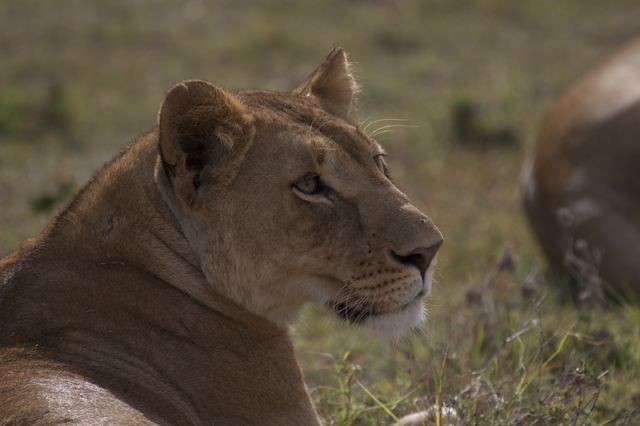What are the safari booking terms at Safari Trips to Kenya