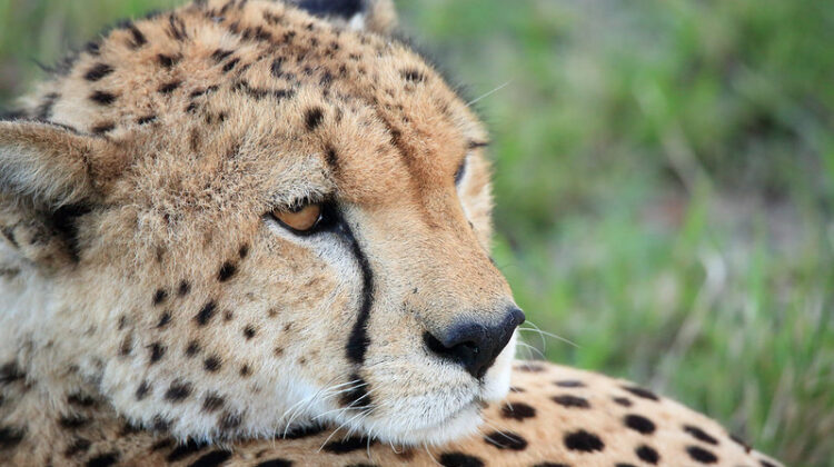 What is The African Safari