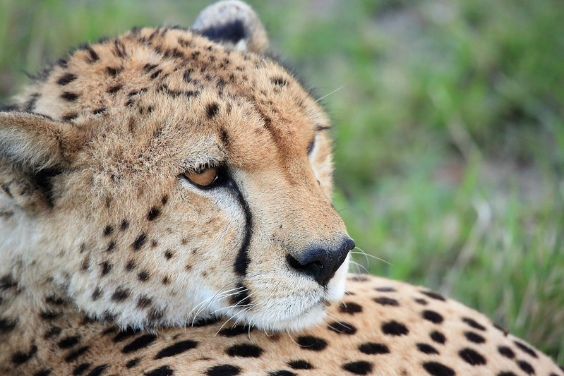 What is The African Safari