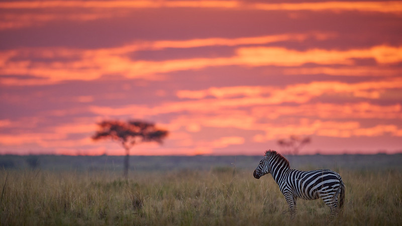 What is the difference between the Masai Mara game reserve and adjacent conservancies