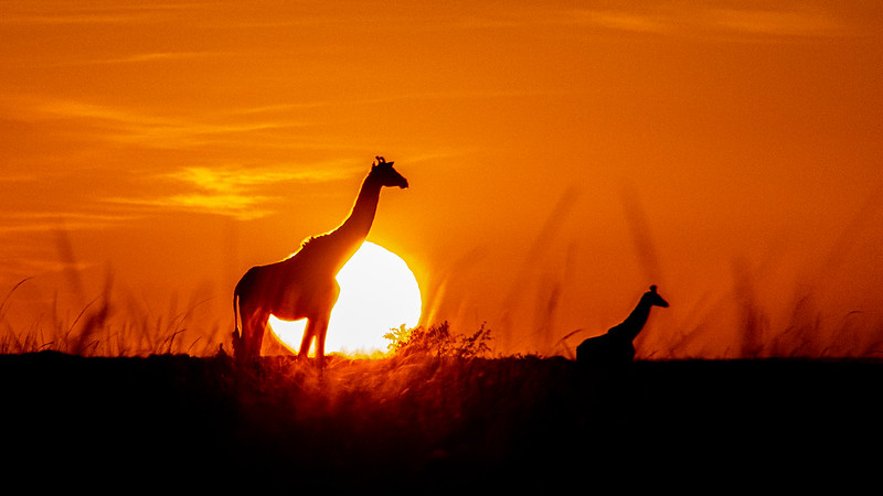 What is the difference between the Masai Mara game reserve and adjacent conservancies