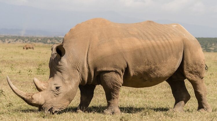 When is the best Time to Visit Kenya