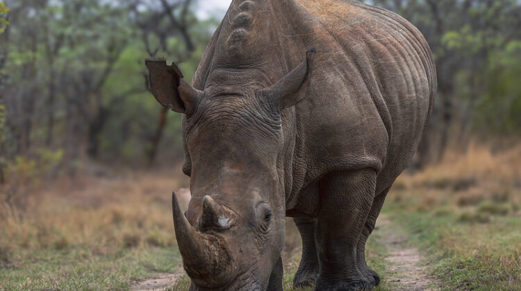 Where are the Best Places to See Rhinos in Africa