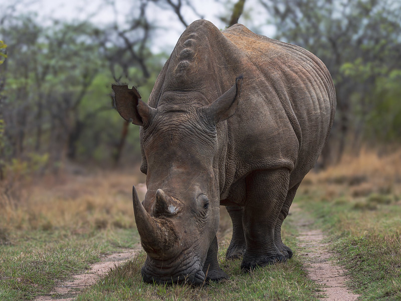 Where are the Best Places to See Rhinos in Africa