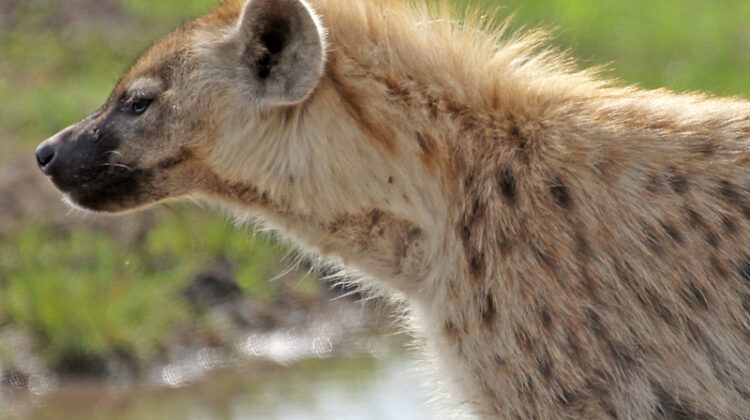 Why Safari With Us