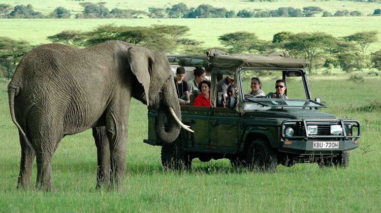 YOUR KENYA SAFARI GUIDE