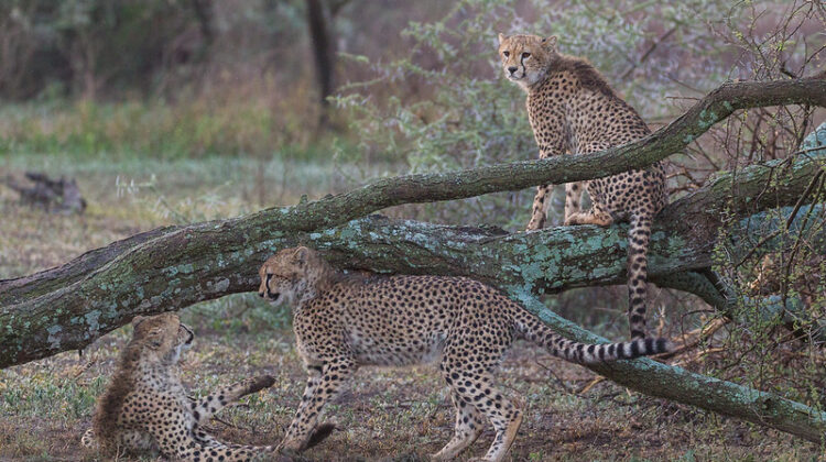 Year-round Safaris at Ndutu