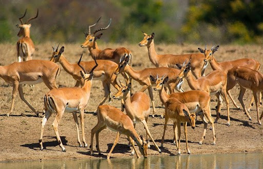 Your Complete Guide to Impalas