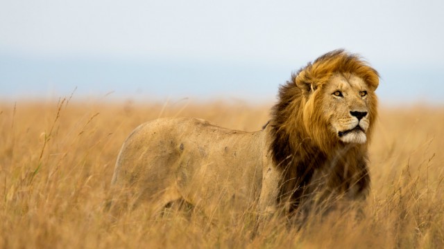 Your Complete Guide to Lions