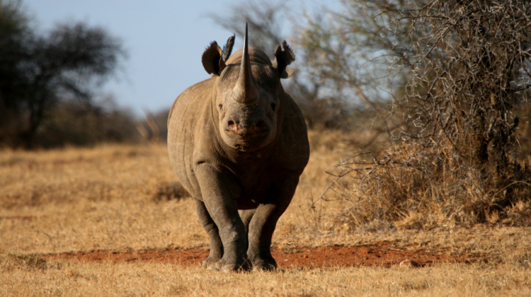 Your Complete Guide to Rhinos