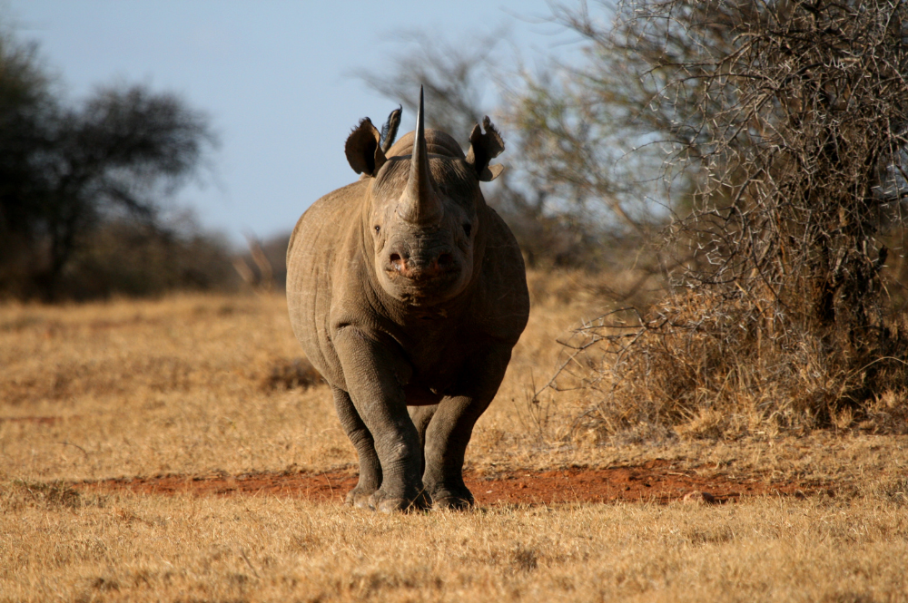 Your Complete Guide to Rhinos